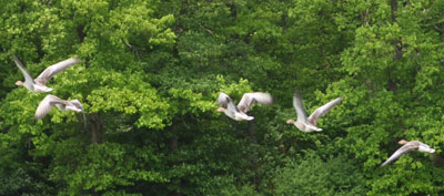 Gänse, die wegfliegen